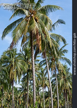 
                Palme, Kokosnuss, Plantage, Kokospalme                   