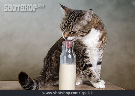 
                Nahrung & Nahrungsaufnahme, Milch, Katze                   