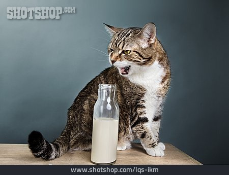 
                Milch, Katze, Milchflasche                   