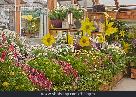 
                Pflanzen, Gärtnerei, Blumenladen                   