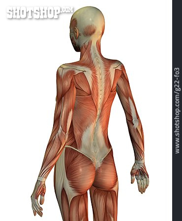 
                Anatomy, Muscle, Medical Illustrations                   