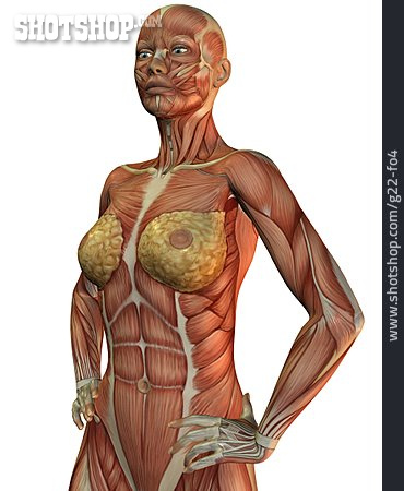 
                Anatomie, Muskelaufbau                   