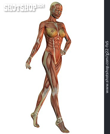 
                Weiblich, Anatomie, Muskelaufbau                   