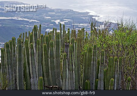 
                Sukkulente, Dreikantige Wolfsmilch                   