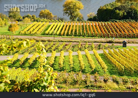 
                Weinbau, Weinberg, Weinlandschaft                   