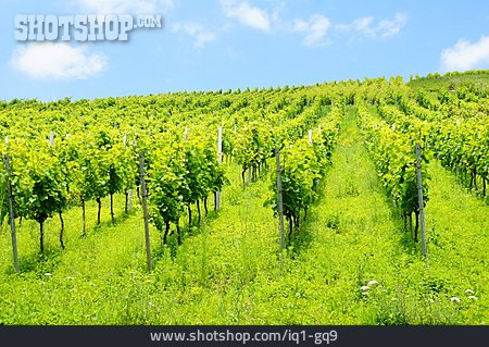 
                Weinberg, Weinanbau, Weingarten                   