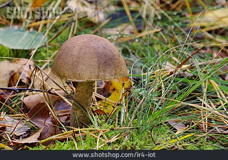 
                Mushroom, Birch Bolete                   