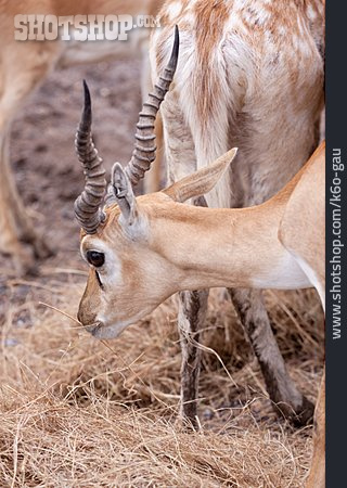 
                Antilope, Schwarzfersenantilope, Impala                   