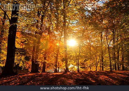 
                Sonnenlicht, Herbst, Herbstwald                   