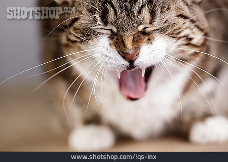
                Katze, Gähnen                   