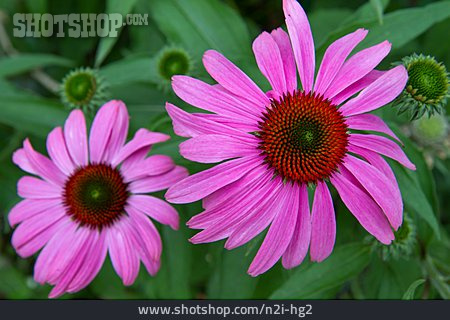 
                Echinacea, Purpur-sonnenhut                   