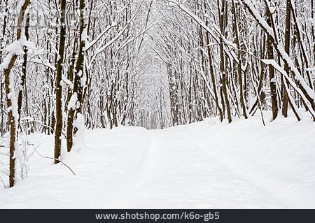 
                Schnee, Verschneit, Winterwald                   