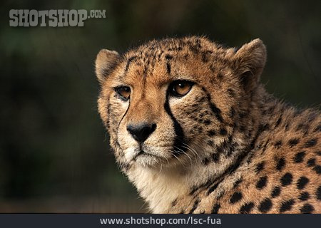 
                Raubtier, Gepard                   