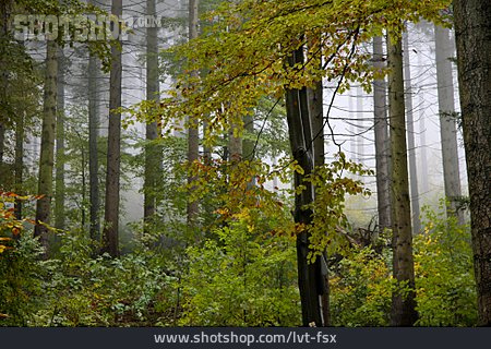 
                Wald, Mischwald                   