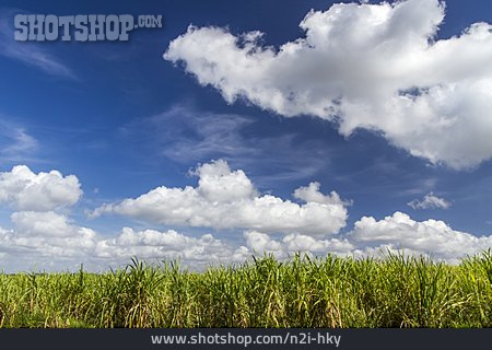 
                Zuckerrohr, Zuckerrohrfeld, Zuckerrohrplantage                   