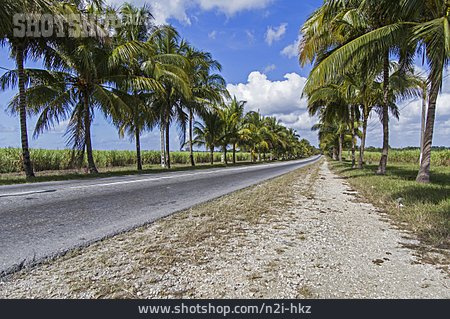 
                Palmen, Straße, Kuba, Landstraße                   