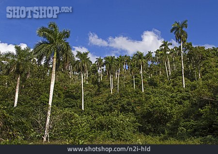 
                Karibik, Palmenhain                   