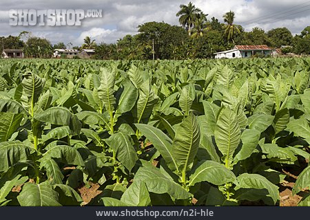 
                Tabakpflanze, Tabakplantage                   