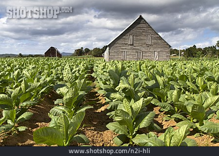 
                Tabakpflanze, Tabakplantage                   