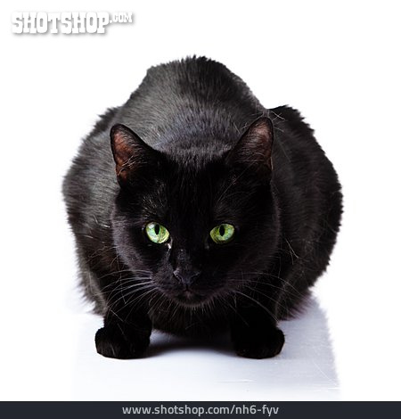 
                Lauern, Schwarze Katze                   