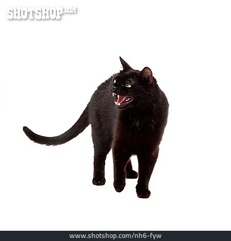 
                Katze, Aggressiv, Schwarze Katze                   