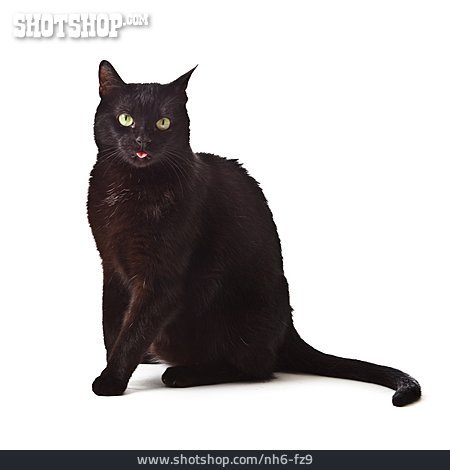 
                Katze, Schwarze Katze                   
