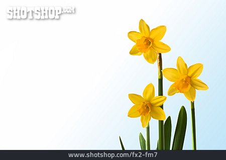 
                Daffodil                   