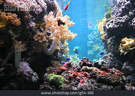 
                Koralle, Unterwasserwelt                   