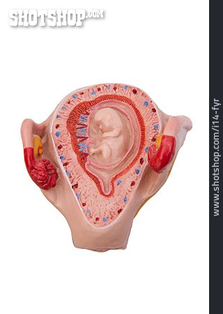 
                Gebärmutter, Anatomiemodell                   
