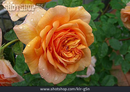 
                Rose, Blüte, Rosenblüte                   