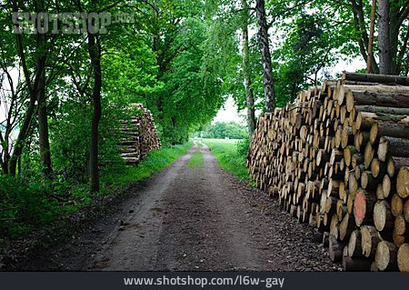 
                Weg, Holz, Forstwirtschaft, Wirtschaftsweg                   