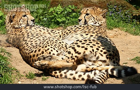 
                Gepard, Tierpaar                   