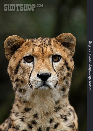 
                Gepard, Tierporträt                   