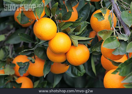 
                Orangen                   