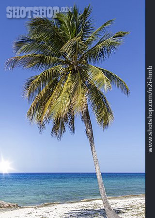 
                Palmen, Karibik, Kuba                   