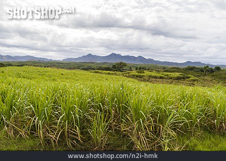 
                Kuba, Zuckerrohrplantage                   