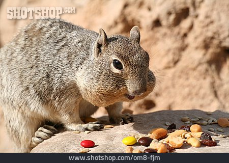 
                Nahrung & Nahrungsaufnahme, Eichhörnchen                   