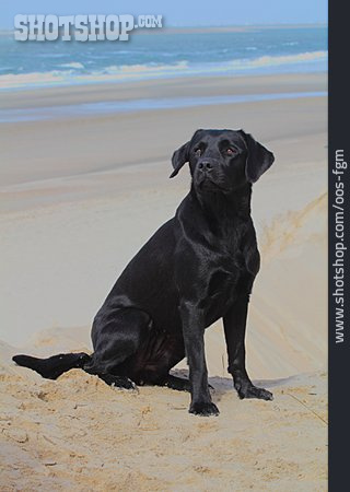
                Labrador, Labrador Retriever, Hundestrand                   