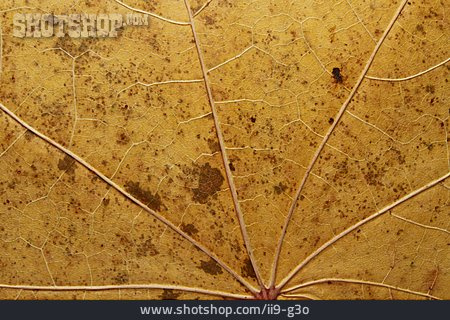 
                Struktur, Herbstblatt                   
