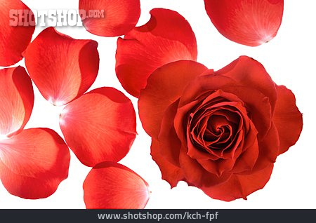 
                Rose, Blütenblätter, Romantisch, Rote Rose                   