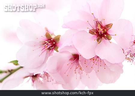 
                Rosa, Kirschblüte                   