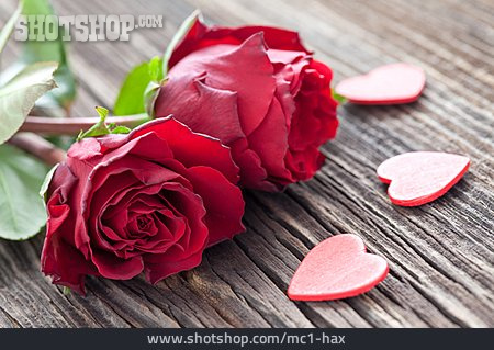 
                Rose, Valentinstag, Rote Rose                   