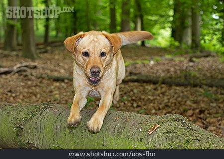 
                Springen, Labrador Retriever                   