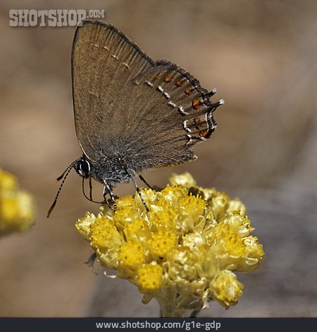 
                Schmetterling, Brauner Eichen-zipfelfalter                   