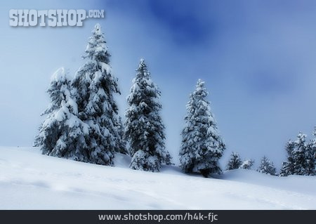
                Winterlandschaft, Nebel, Tanne                   