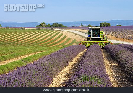 
                Landwirtschaft, Lavendelfeld, Lavendelernte                   