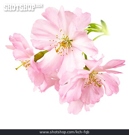 
                Rosa, Kirschblüte                   