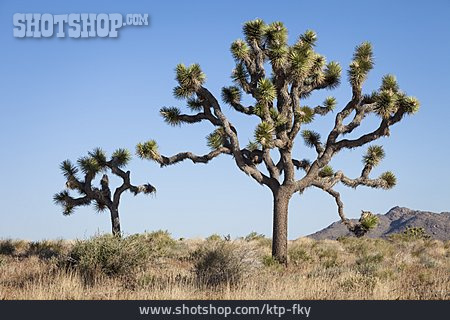 
                Baum, Yucca, Joshua Tree, Joshua-tree-nationalpark                   