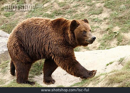 
                Bär, Kodiakbär                   