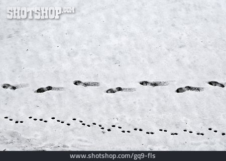 
                Winter, Snow Track                   